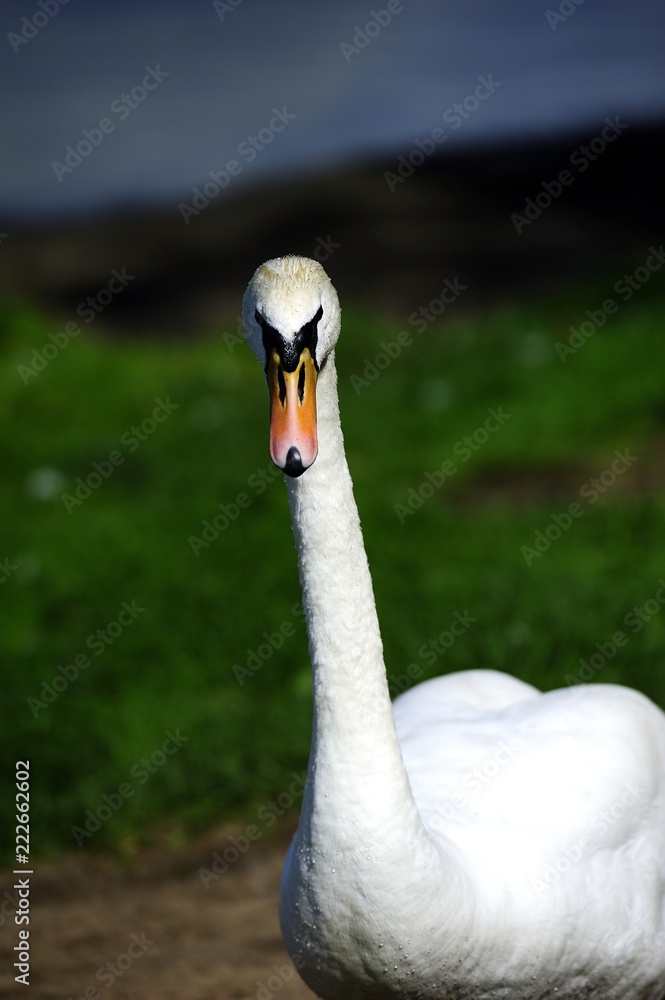 Fototapeta premium Male Swan defending his ground