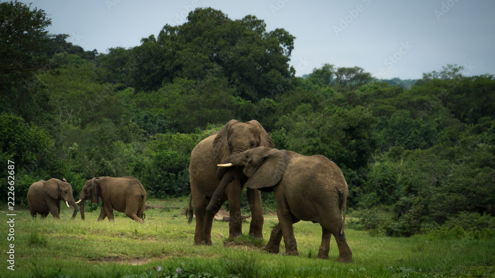 Couple of Elephant playing in the wild during the green season