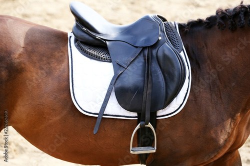 Sport horse close up under old leather saddle on dressage competition. Equestrian sport background. © acceptfoto
