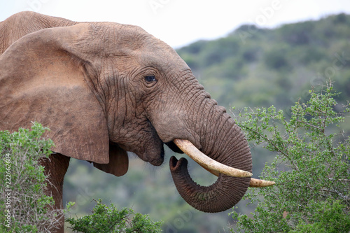 African Elephant