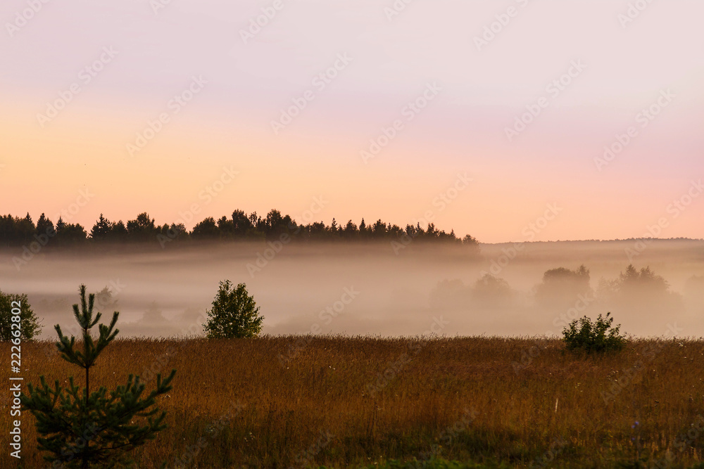Fog in the forest glade at sunrise. Fog in the forest glade at sunrise.