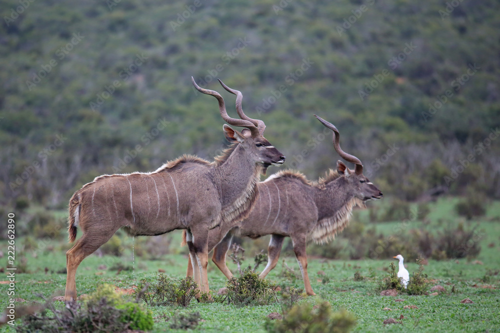 Naklejka premium Kudu