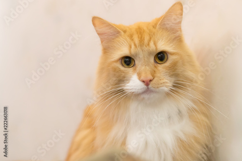Portrait of a red cat