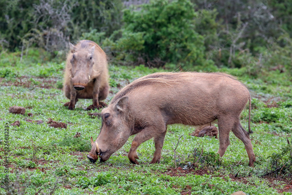 Warthog