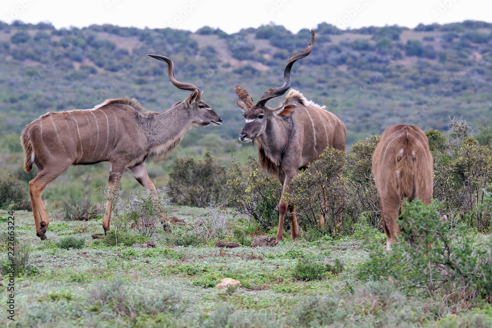 Fototapeta premium Kudu