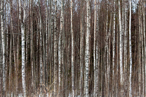 birch wood texture background