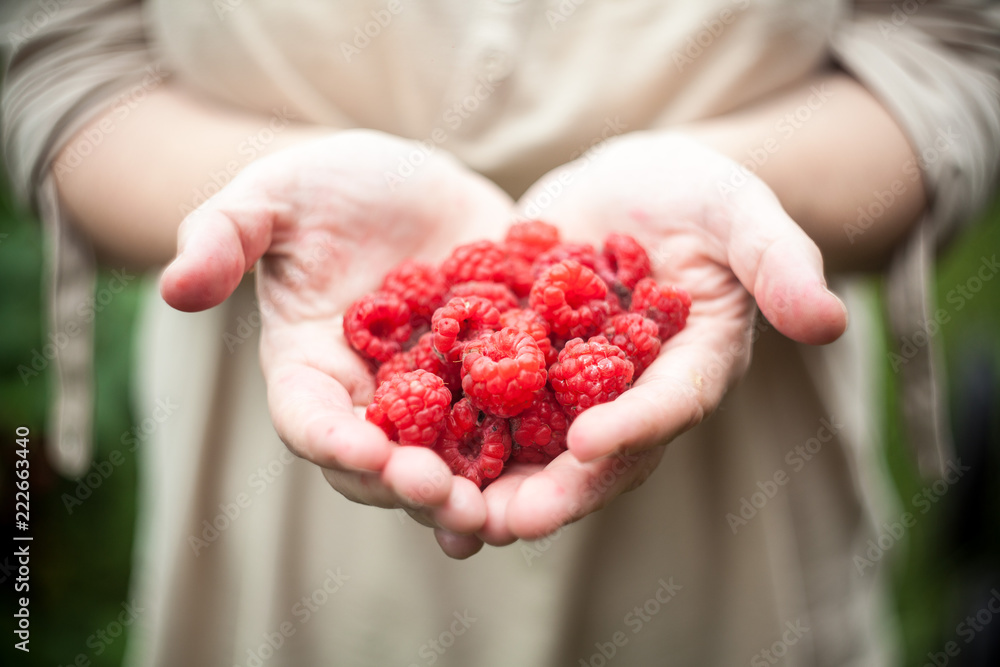 fresh raspberries in the hands fresh raspberries in the hands