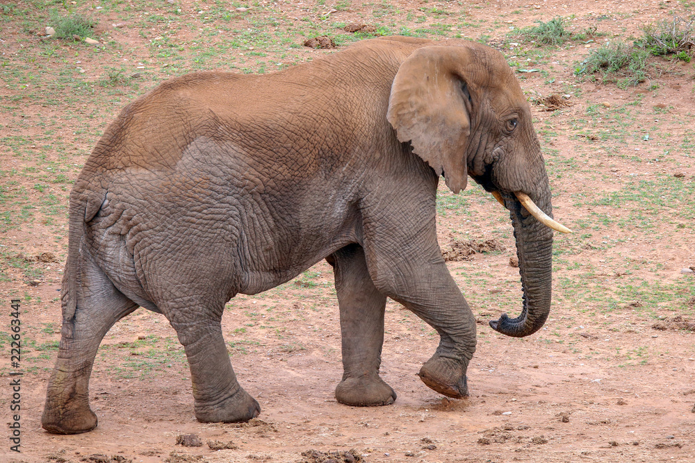 Fototapeta premium African Elephant