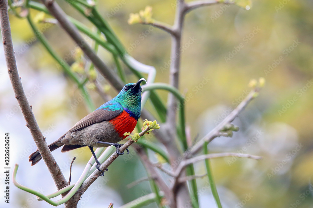 Southern or Greater Double-Collared Sunbird Southern or Greater Double-Collared Sunbird