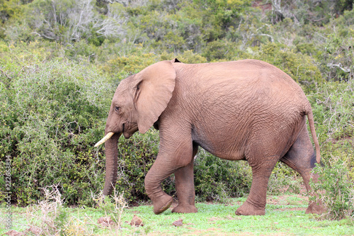 African Elephant