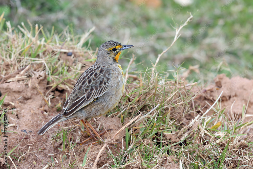 Obraz premium Cape Longclaw