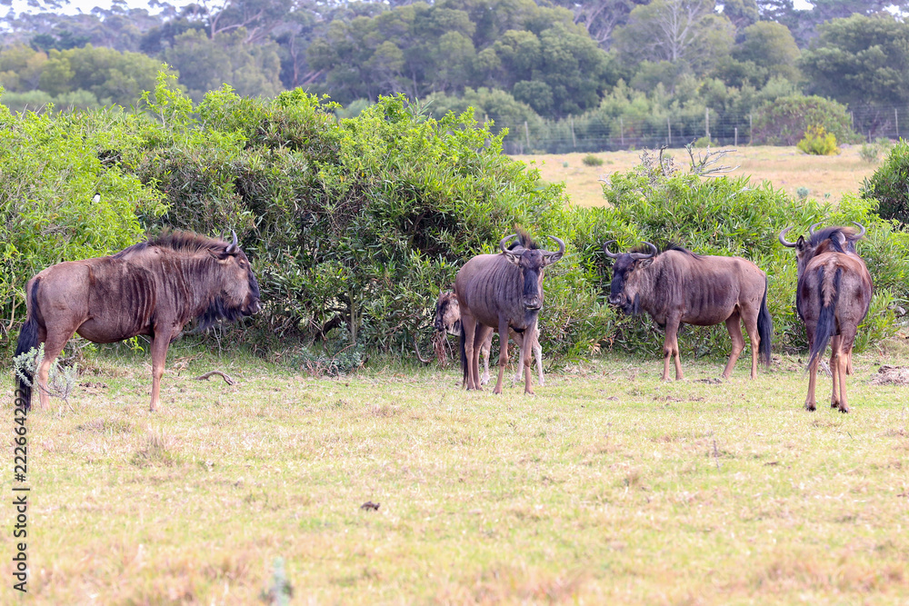 blue wildebeest blue wildebeest