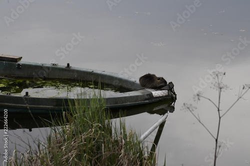 Nutria