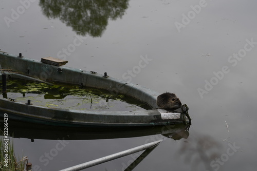 Nutria