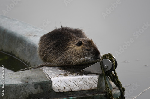 Nutria
