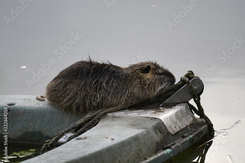 Nutria