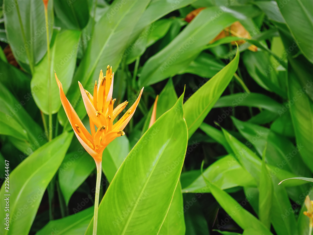 Obraz premium Close-up Fresh Orange Flowering Plant on Green Leaves Background