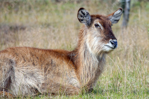 Photography Female waterbuck