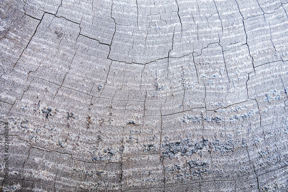 Fototapeta premium Real old hardwood beautiful textured for creative design and all inspirations