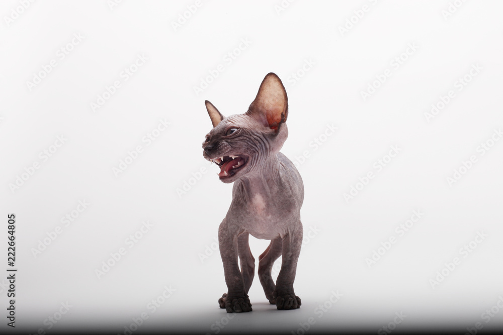 Bald Cat Sphinx (Sphynx). Angry kitten.