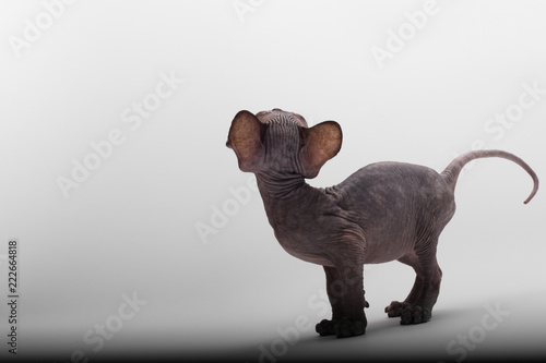 Bald Cat Sphinx (Sphynx). Back view. photo