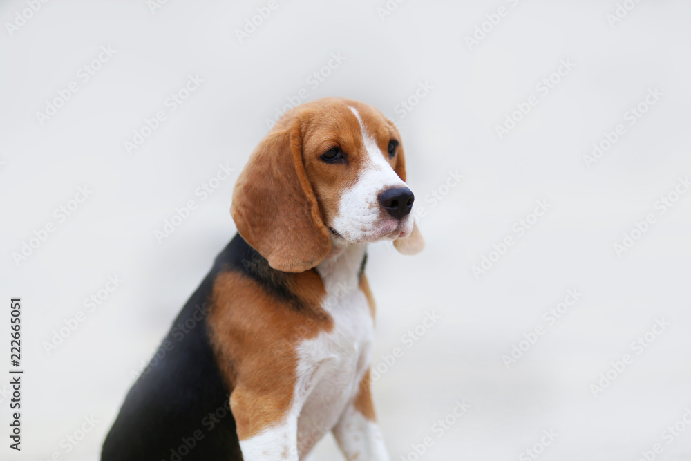 Portrait of beagle dog isolated on gray background