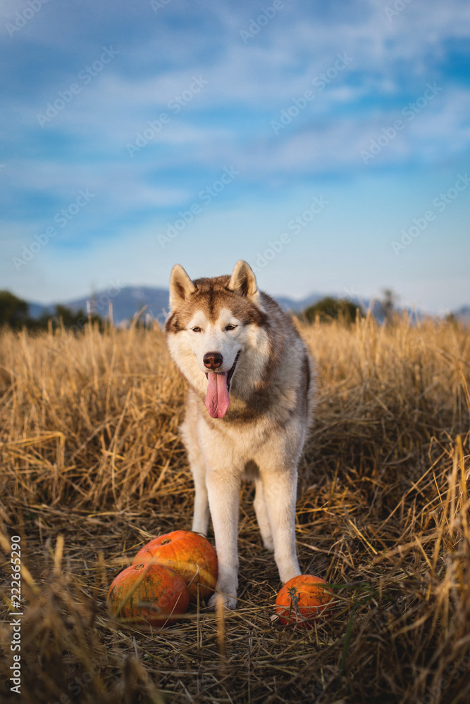 Portrait of Husky dog on the rye field background sitting next to a pumpkin for Halloween Portrait of Husky dog on the rye field background sitting next to a pumpkin for Halloween