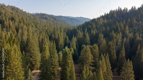 aerial view of trees in the mountains