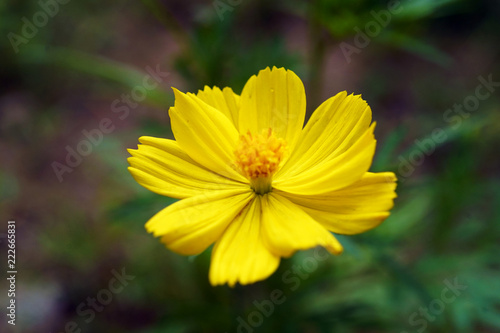 Yellow Flower