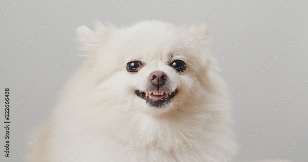 White Pomeranian dog feel angry White Pomeranian dog feel angry