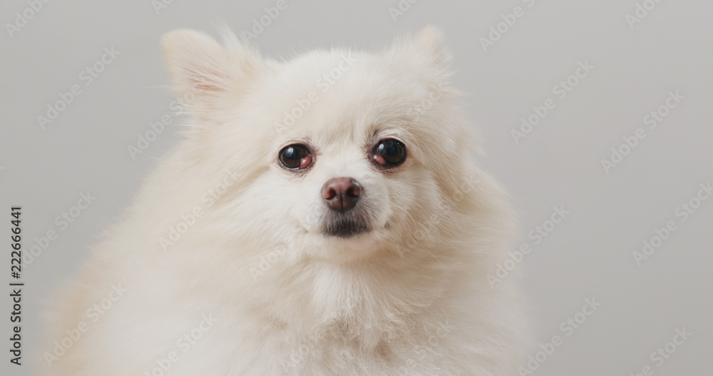 White Pomeranian dog White Pomeranian dog