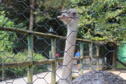  An ostrich in his enclosure at the zoo. Concept: Zoo, Nature, Wild