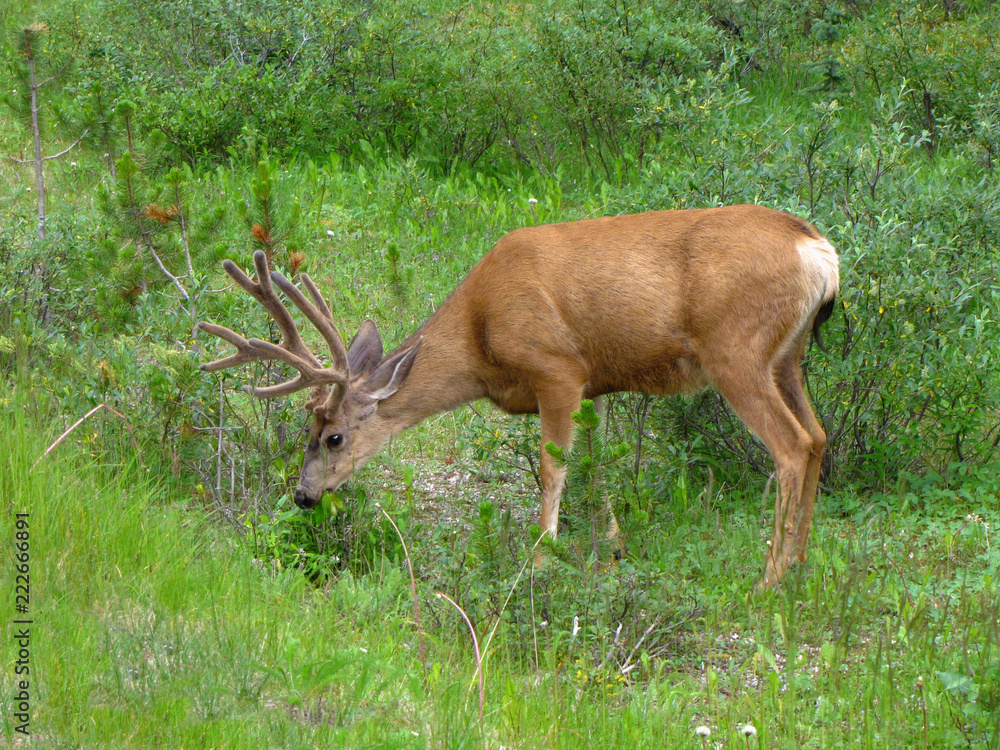 Deer with velvet-like antlers in a green environment, Canada Deer with velvet-like antlers in a green environment, Canada