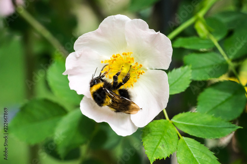  Closeup of garden bumblebee (prob. Bombus hortorum) at wild dog rose (Rosa canina) flower