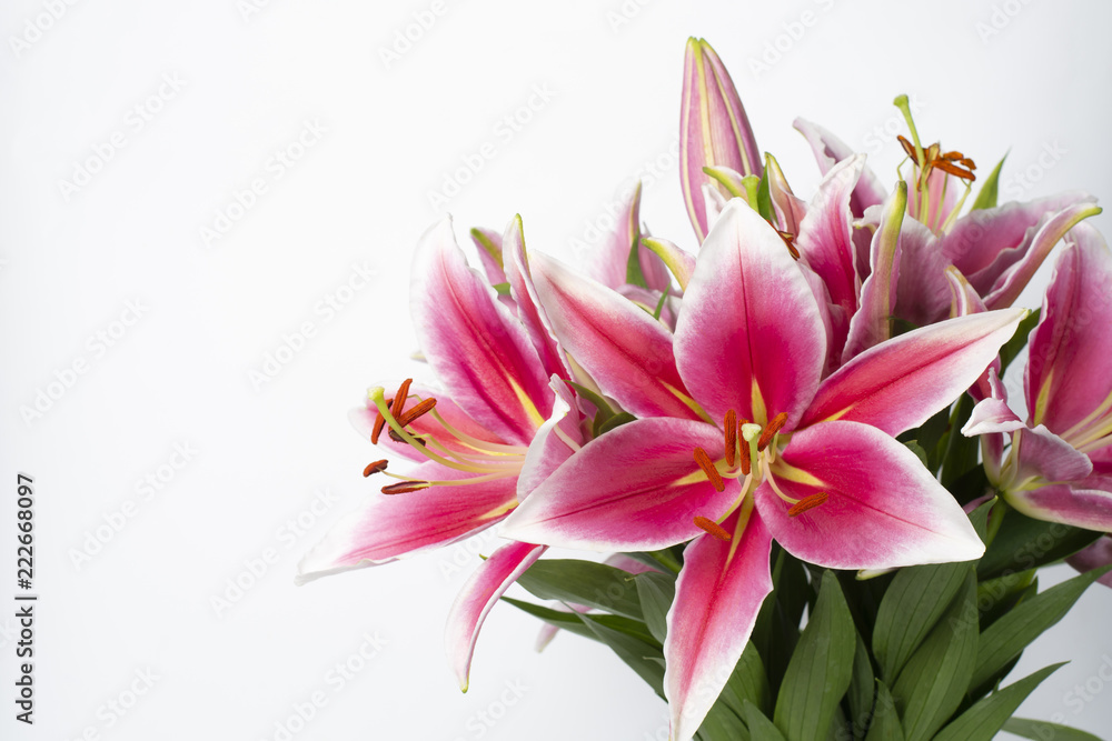 Bouquet of pink lilies on a white background