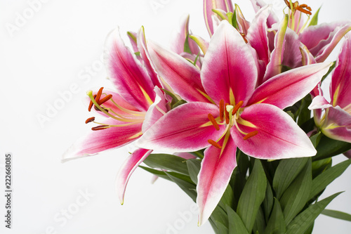Bouquet of pink lilies on a white background