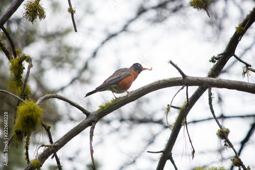 robin with worm © d