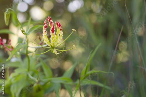 Bilde på lerret Gloriosa superba,flame lily, Fire lilies on a nature background