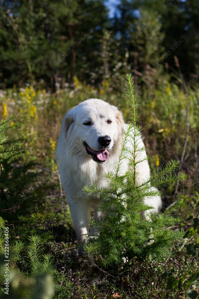 Portrait of gorgeous maremmano abruzzese sheepdog. Big white fluffy maremma dog standing in the field on a sunny day.