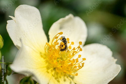 Closeup of small wild bee (prob. Heriades truncorum) at wild-like rose flower