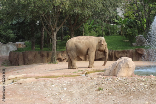 portraits of an elephant in the wild near a waterfall with trees in the background. concept: nature, animal, wild