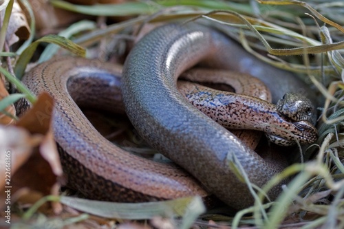 Φωτογραφία Slow worms