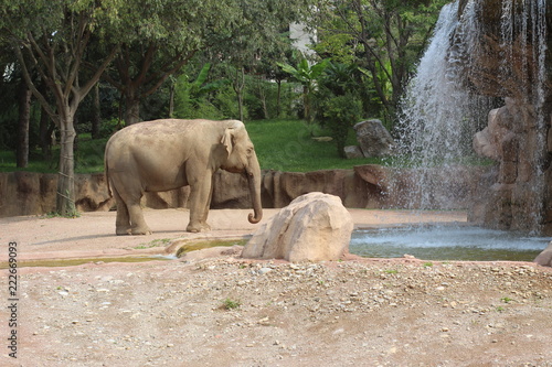  portraits of an elephant in the wild near a waterfall with trees in the background. concept: nature, animal, wild