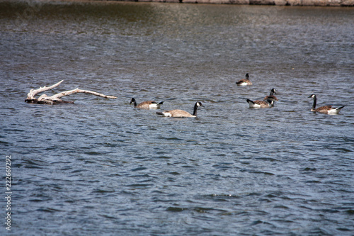 geese in water © d