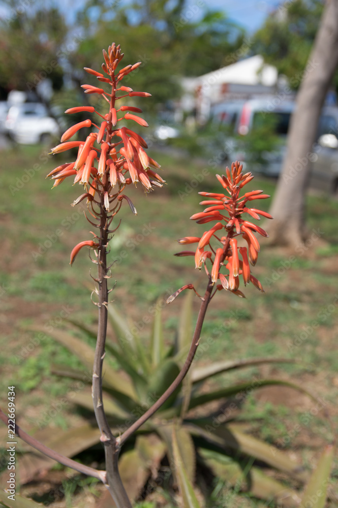 red flower red flower