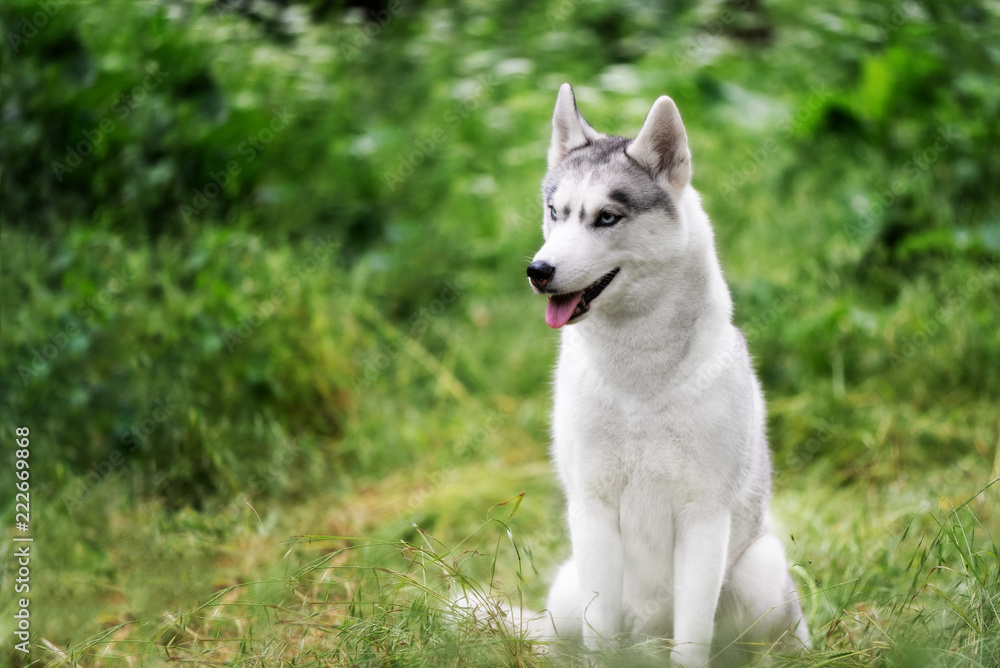 A portrait of Siberian husky who sits at green grass at park. A young grey & white female husky bitch has blue eyes. She looks to right direction. There are lot of white colored flowers and greenery.