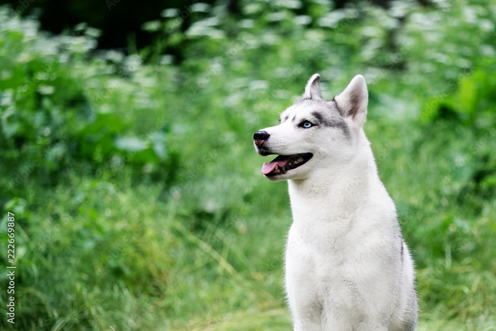 A close-up portrait of Siberian husky who sits at green grass at park. A young grey & white female husky bitch has blue eyes. She looks up. There are lot of white colored flowers and greenery. A close-up portrait of Siberian husky who sits at green grass at park. A young grey & white female husky bitch has blue eyes. She looks up. There are lot of white colored flowers and greenery.