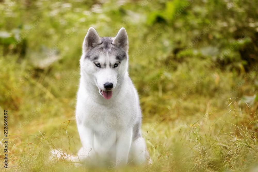 A close-up portrait of Siberian husky who sits at green grass at park. A young grey & white female husky bitch has blue eyes. She looks down. There are lot of white colored flowers and greenery.