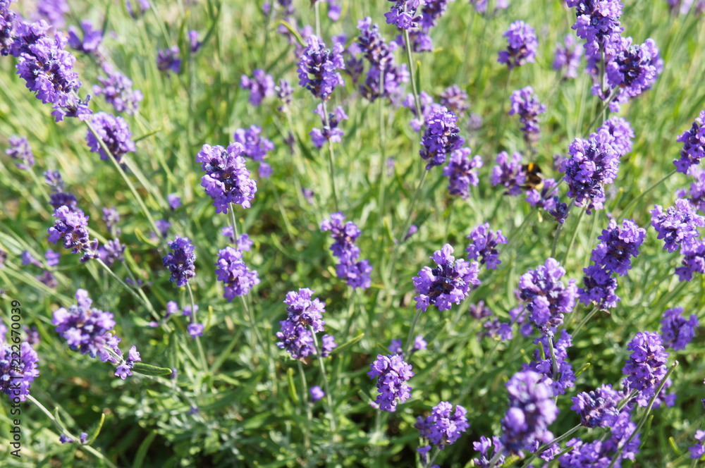 Lavender or lavandula purple flowers