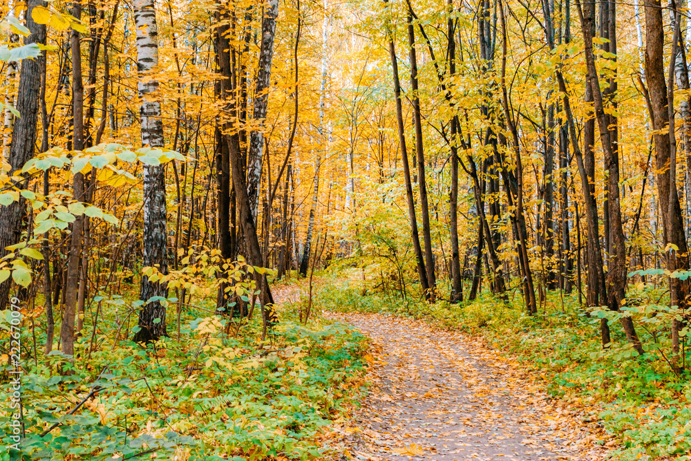 Fototapeta premium Path in a forest with colorful autumn leaves